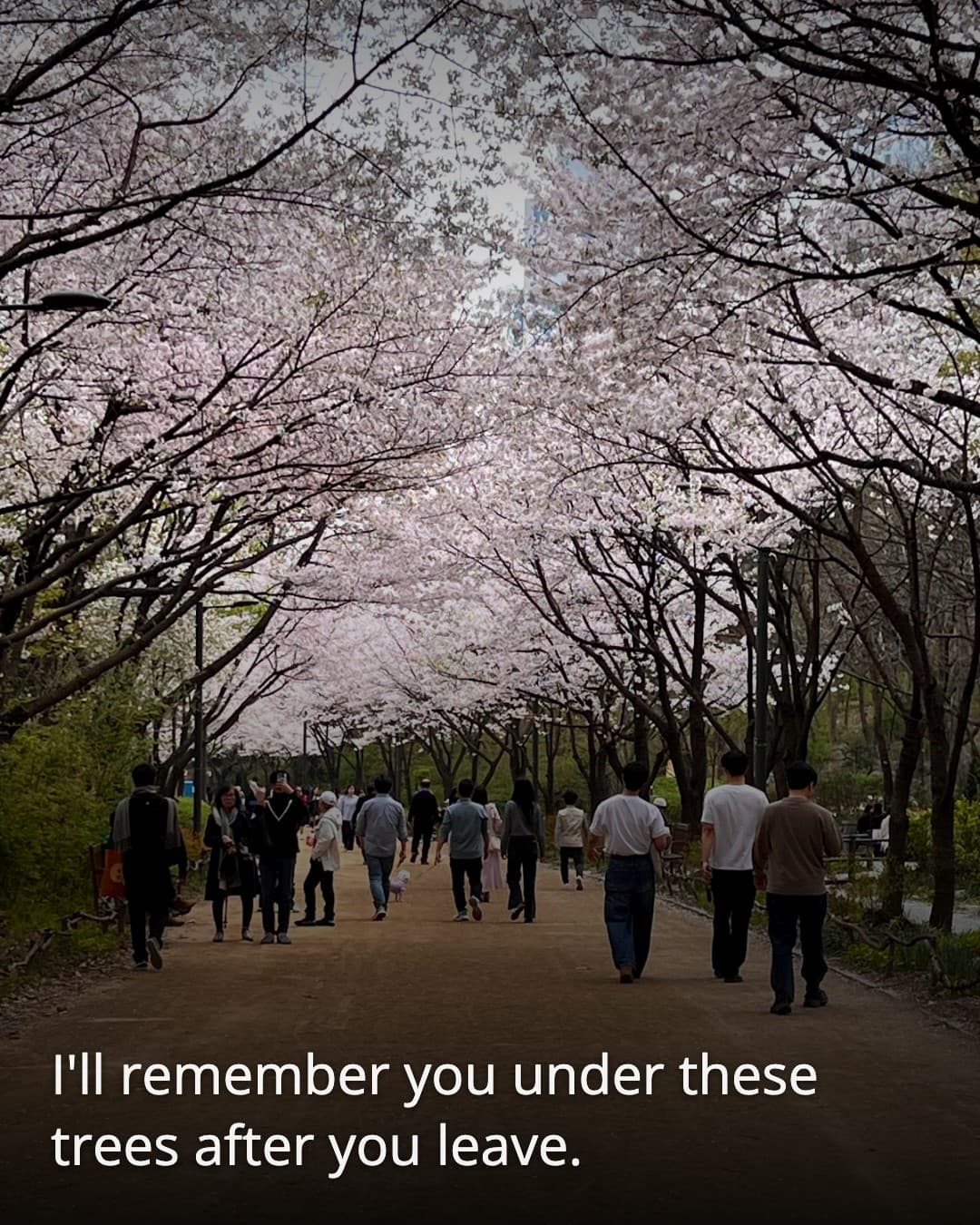 Seoul Forest cherry blossom path