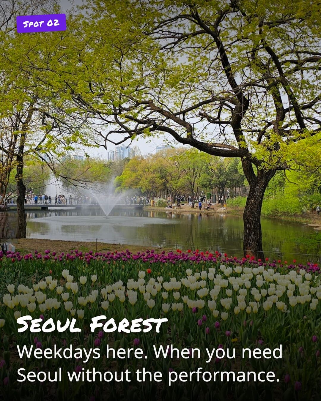 Seoul Forest pond with tulips