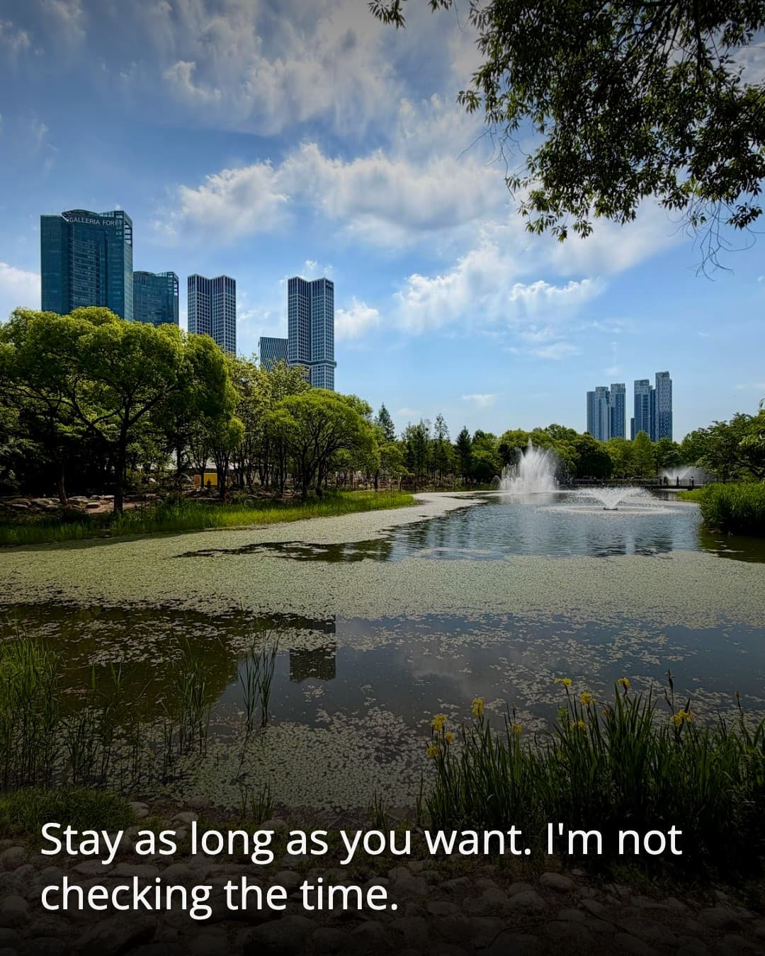 Seoul Forest lily pond