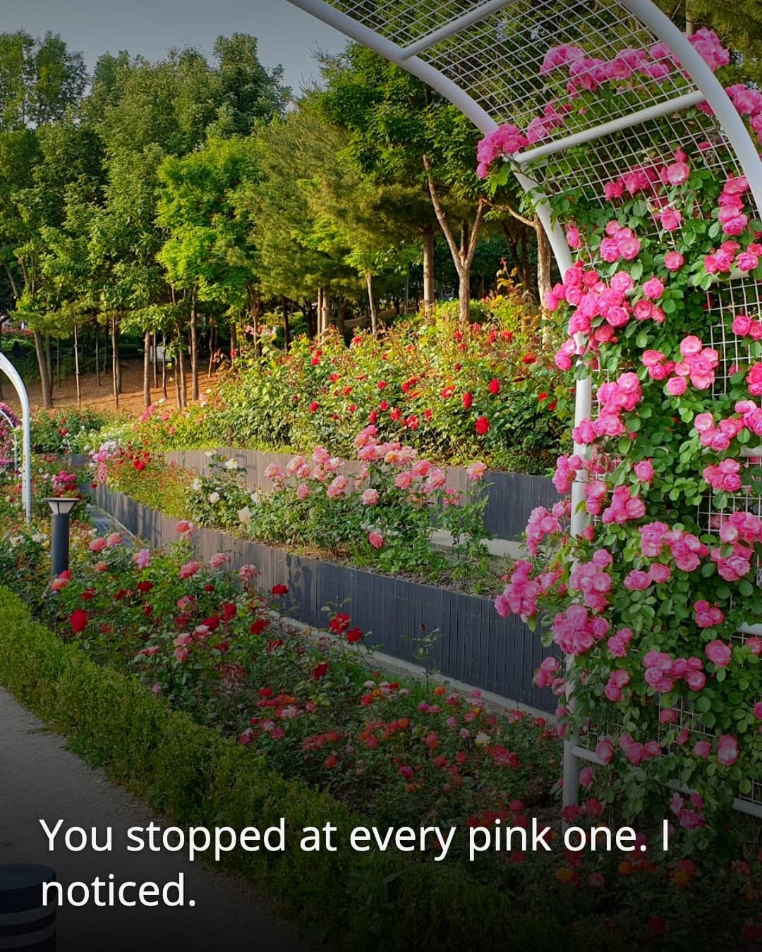Daehyeonsan Park rose trellis