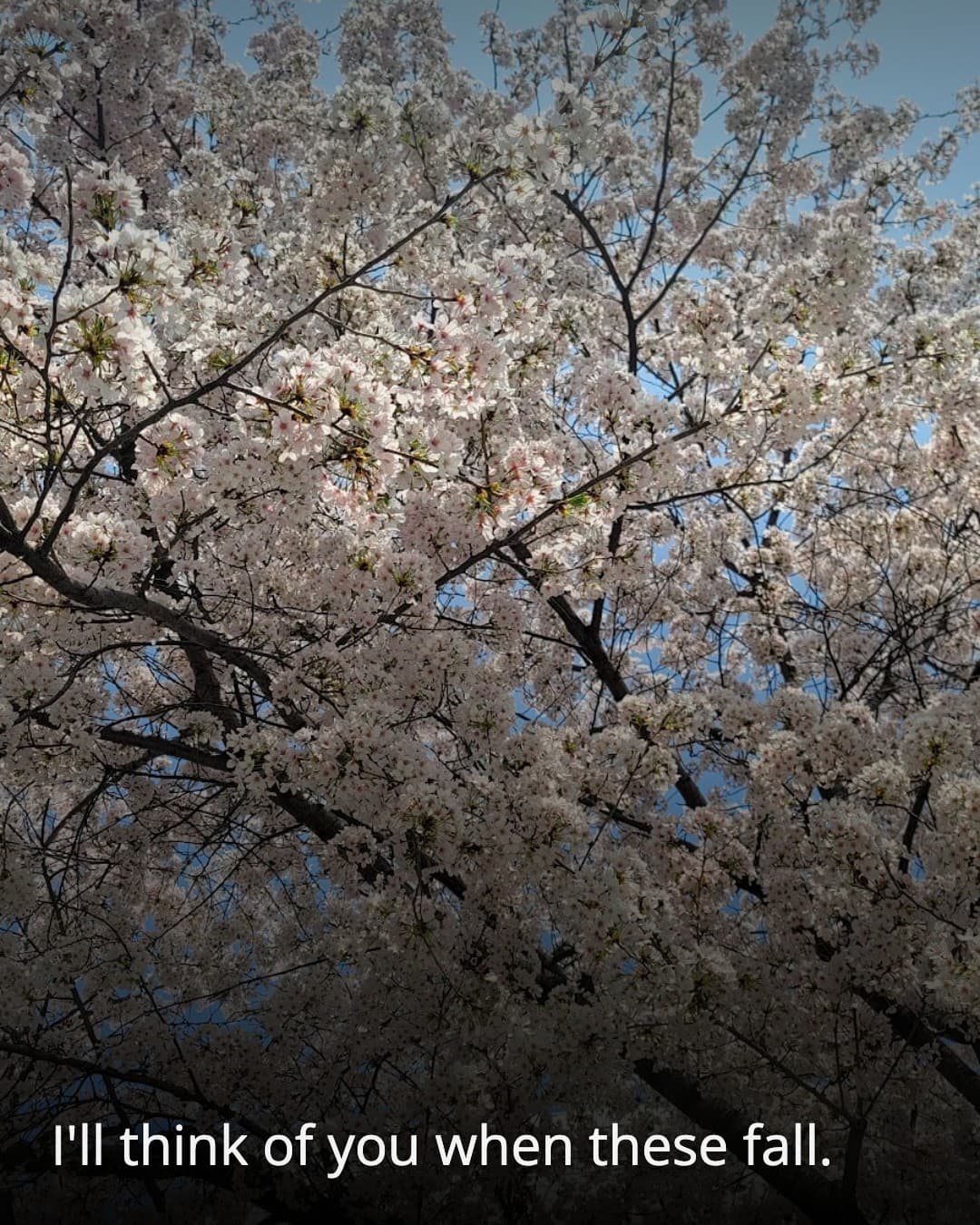 Suyuil Park cherry blossoms
