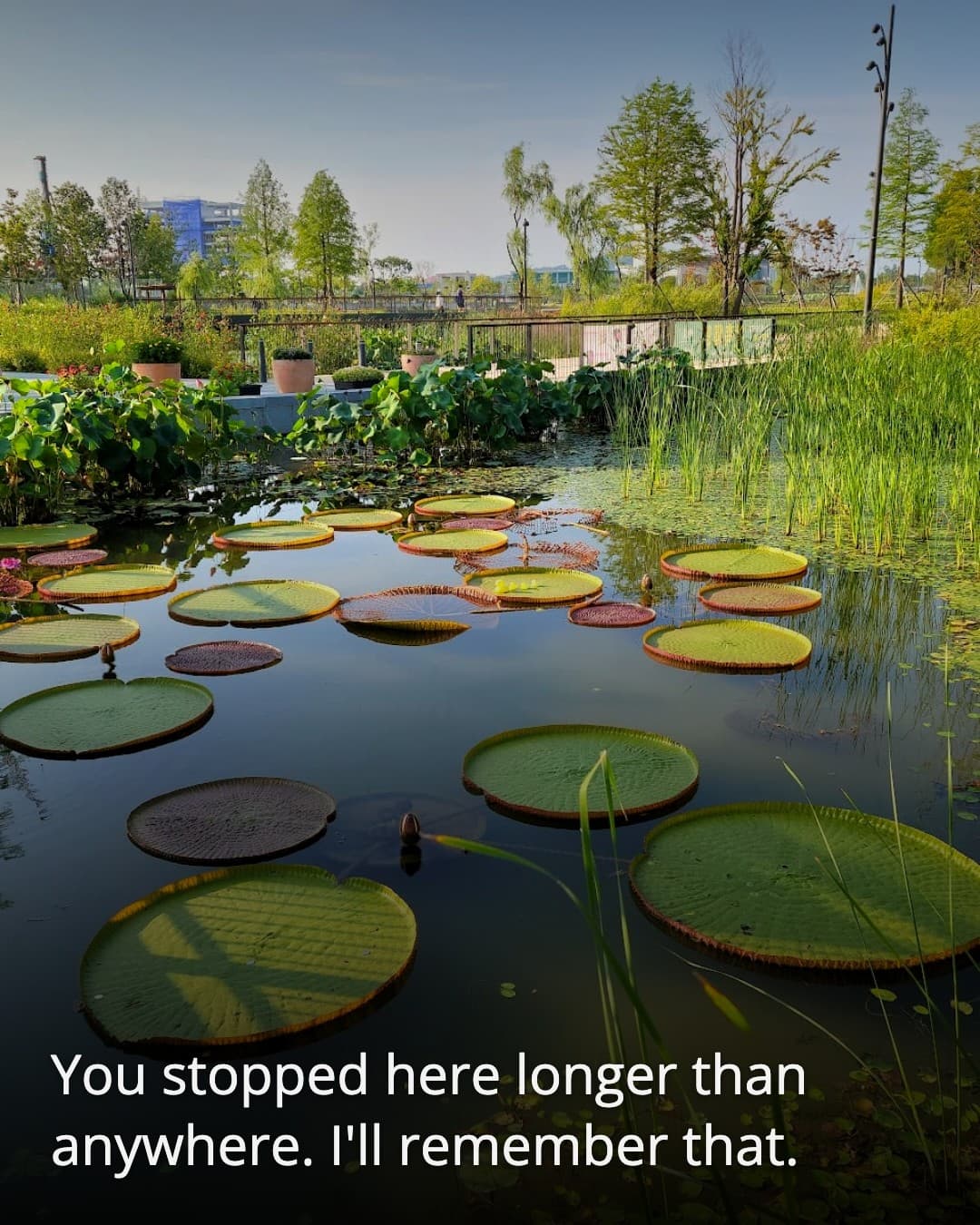 Lake Garden lily pads